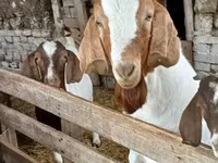 बकरा, Boer goat — फ़ोटो 5