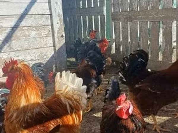 Chickens — 匈牙利