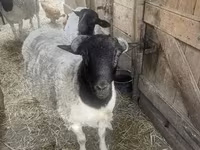 Schaf, Dorper sheep — Foto 1