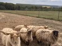 Widder, Racka sheep — Foto 4