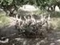 Geese — फ़ोटो 6