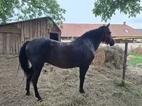 Kanca, Hungarian horse breed — 1. fotó