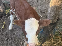 Kuh, Simmental cattle — Foto 3