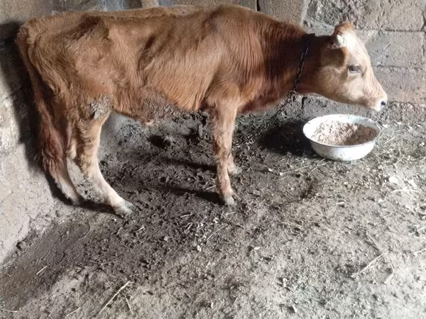 Bika, Szarvasmarhák