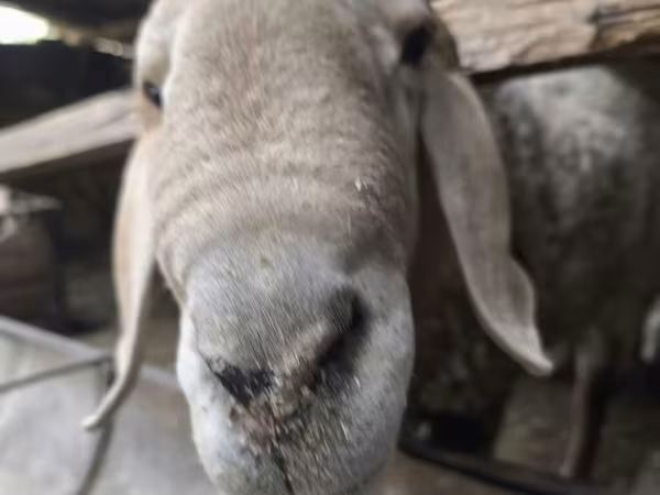 Beran, Rhon sheep