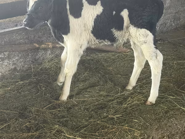 Bika, Russian Black pied cattle