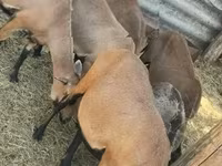 母羊, Cameroon sheep — 照片 2