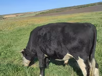 Bika, Russian Black pied cattle — 1. fotó