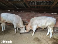 ثور, Charolais cattle — الصورة 1