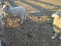 公羊, Sheep — 照片 2