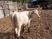Cow, Charolais cattle — photo 5