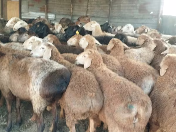 Kos, Juhok