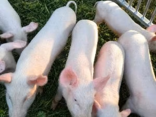 母猪, Pigs