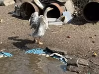 Geese — الصورة 3
