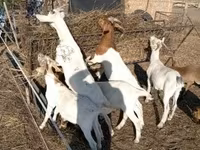 Nőstény kecske, Boer goat — 3. fotó
