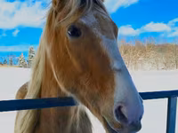 Horse (M), Racking Horse — photo 4