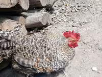 Chickens — photo 6