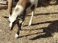 公羊, Cameroon sheep — 照片 2