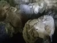 Schafe (Partie, Geschlecht nicht angegeben), Schafe — Foto 4