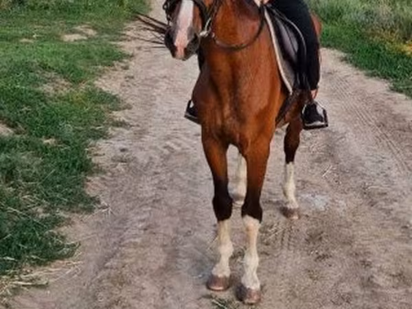 Horse (M), Hungarian horse breed