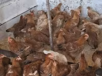 Chickens — الصورة 1
