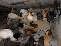 Chickens — 2-сурет
