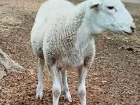 Baran, Dorper sheep — zdjęcie 1