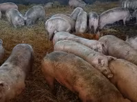 Pigs (batch, sex not specified), Крупная белая — photo 3