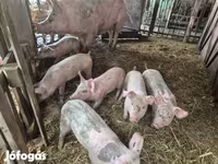 Schweine (Partie, Geschlecht nicht angegeben), Schweine — Foto 1