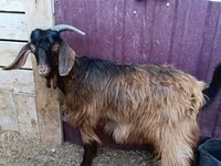 Cabro, Cabras — foto 1