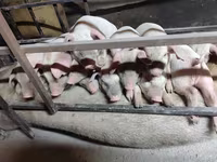 Шошқалар (топ, жынысы көрсетілмеген), Дюрок — 3-сурет