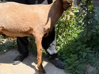 Ovelha, Jaidara sheep — foto 2