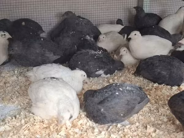 Quails
