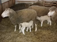 Қошқар, Dorset horn sheep — 3-сурет