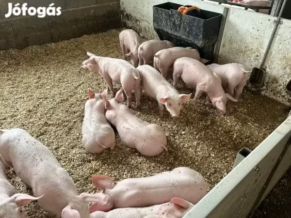 Pigs (batch, sex not specified), Гипор