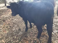 公牛, Aberdeen-Angus — 照片 3