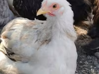 Bantam Pekín — foto 2