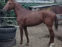 Cheval, Trakehner — photo 7