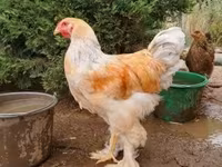 Brahma — foto 4