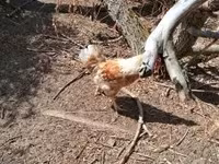 Chickens — photo 4
