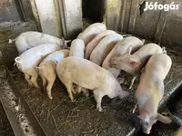 Pigs (batch, sex not specified), Pigs — photo 4