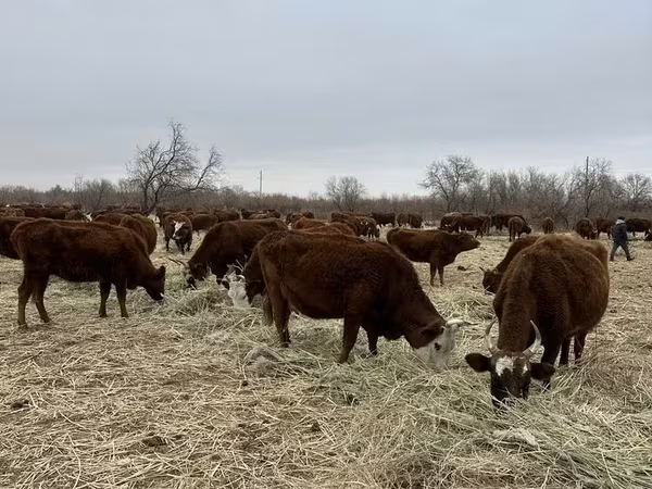 Cattle (batch, sex not specified), Hereford