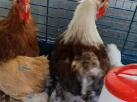 Pekin Bantam — 8. fotó