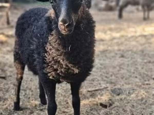 भेड़, Racka sheep — हंगरी