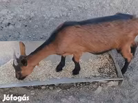 Nőstény kecske, Alpine goat — 3. fotó