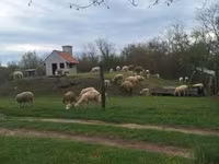 Sheep, Sheep — photo 2