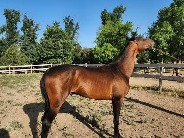 Hing, Akhal-Teke