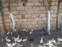 بكين ألماني — الصورة 3