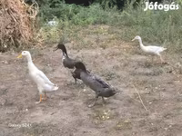 indiai futó — 1. fotó