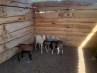 公山羊, Goats — 照片 3